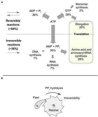 Pyrophosphate and Irreversibility in Evolution, or why PPi Is Not an Energy Currency and why Nature Chose Triphosphates